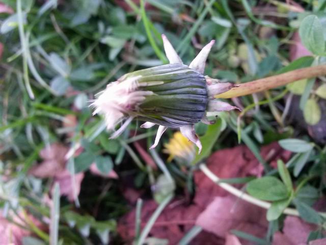 Taraxacum sp. (Asteraceae)